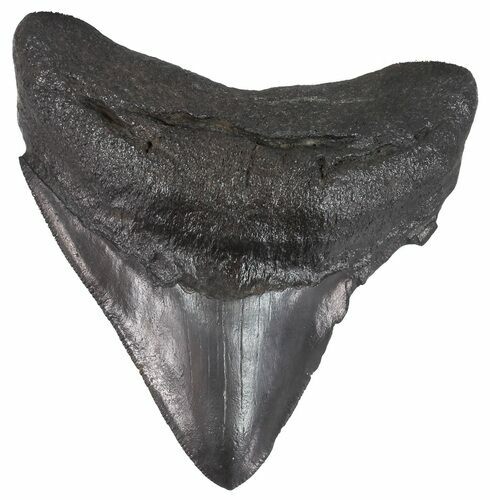 Posterior Megalodon Tooth - Georgia #51723